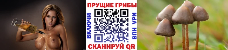 OMG ССЫЛКА  Долгопрудный  дарк нет телеграм  Псилоцибиновые грибы Cubensis 